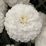 Argyranthemum Day-Zee Double White